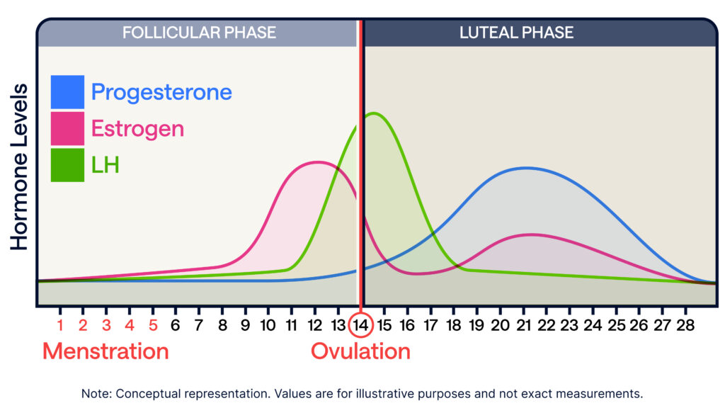 Hormone levels across the menstrual cycle, divided into the follicular phase (days 1–13), ovulation (day 14), and luteal phase (days 15–28). The chart shows three hormone levels: LH (green), which spikes sharply at ovulation; Estrogen (pink), which rises gradually and peaks just before ovulation; and Progesterone (blue), which remains low in the follicular phase and peaks in the luteal phase. Menstruation occurs during days 1–5, and ovulation occurs on day 14. The chart is a conceptual representation and not to scale.