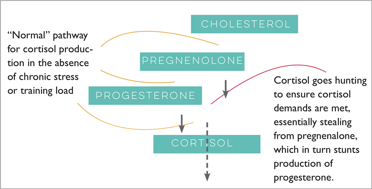 Male Sex Hormones Include High Levels Of 87