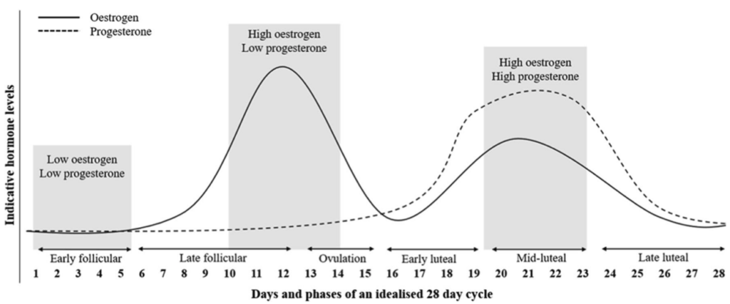 Menstrual Cycles: Normal Variability and Clinical Terms