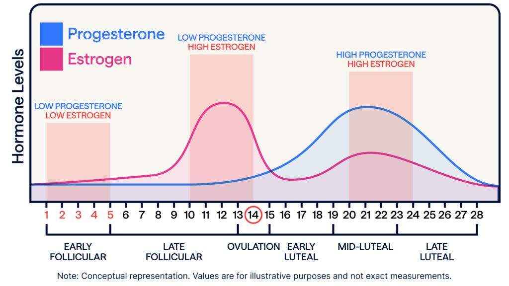 This image is a line graph illustrating the typical fluctuations of estrogen and progesterone hormone levels over a 28-day menstrual cycle.The x-axis represents the days of the menstrual cycle, from 1 to 28. Below the days, the phases of the cycle are labeled: "EARLY FOLLICULAR" (Days 1-5 approx.), "LATE FOLLICULAR" (Days 6-13 approx.), "OVULATION" (Day 14, circled), "EARLY LUTEAL" (Days 15-18 approx.), "MID-LUTEAL" (Days 19-24 approx.), and "LATE LUTEAL" (Days 25-28 approx.).The y-axis, labeled Hormone Levels, indicates the relative concentration of hormones.The legend shows that blue represents "Progesterone" and pink represents "Estrogen."The line graph then depicts Hormone Level Trends:Estrogen (Pink Line):- Starts at a low level on Day 1.- Gradually rises through the early and late follicular phases, peaking sharply around Day 12-13.- Drops immediately after ovulation (around Day 14).- Rises again during the early and mid-luteal phases, forming a second, lower peak around Day 21-22.- Declines towards the end of the cycle.Progesterone (Blue Line):- Remains at a low level throughout the follicular phase (Days 1-14).- Begins to rise sharply after ovulation (around Day 14).- Peaks during the mid-luteal phase (around Day 21-22), at a higher level than estrogen's second peak.- Declines towards the end of the cycle.Phases and Corresponding Hormone Levels:- LOW PROGESTERONE LOW ESTROGEN (Days 1-5 approx.): Shaded light red, indicating both hormones are low.- LOW PROGESTERONE HIGH ESTROGEN (Days 10-14 approx.): Shaded light red, indicating low progesterone and high estrogen, encompassing the pre-ovulatory estrogen peak.- HIGH PROGESTERONE HIGH ESTROGEN (Days 18-24 approx.): Shaded light red, indicating both progesterone and estrogen are elevated, encompassing the luteal phase peaks.At the bottom, a note reads: "Note: Conceptual representation. Values are for illustrative purposes and not exact measurements."
