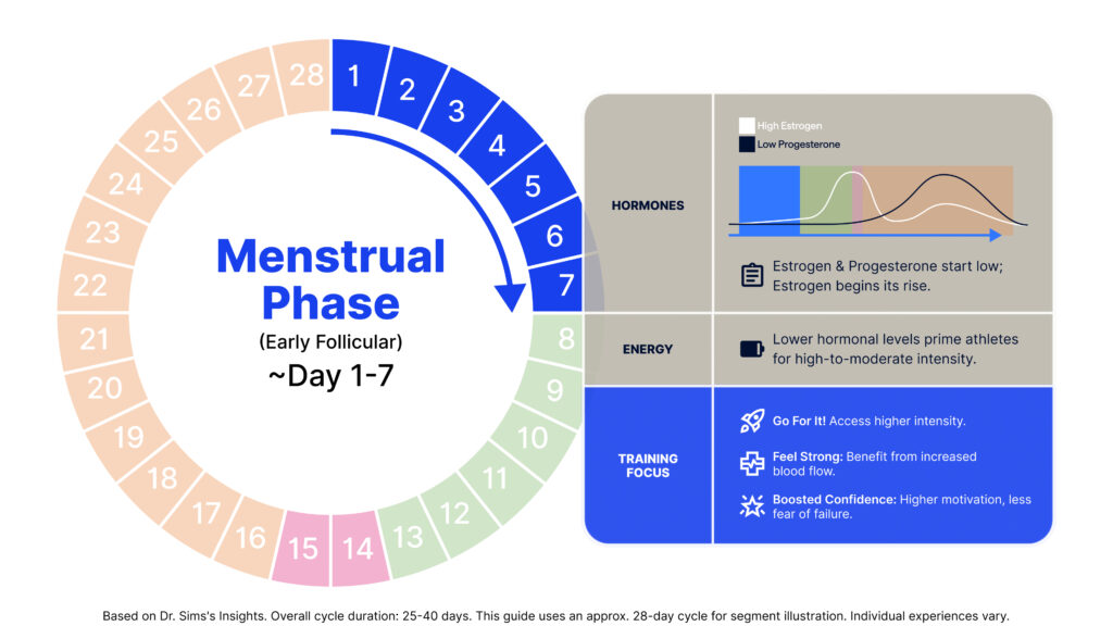 This image depicts the Early Follicular menstrual phase. The left side of the graphic features a circular diagram of a 28-day menstrual cycle with days 1-7 highlighted. The right side of the graphic is split into three sections.The first section is about Hormones. It contains a small line graph showing hormone levels over time, with a legend indicating "High Estrogen" and "Low Progesterone". The line graph shows both hormones starting low, with estrogen beginning a gradual rise. Text description reads: "Estrogen & Progesterone start low; Estrogen begins its rise."Next, there’s an energy section. The description reads: "Lower hormonal levels prime athletes for high-to-moderate intensity."The final section is Training Focus. It includes three bullet points that read:- "Go For It! Access higher intensity."- "Feel Strong: Benefit from increased blood flow."- "Boosted Confidence: Higher motivation, less fear of failure."A note at the bottom says, "Based on Dr. Sims's Insights. Overall cycle duration: 25-40 days. This guide uses an approx. 28-day cycle for segment illustration. Individual experiences vary."
