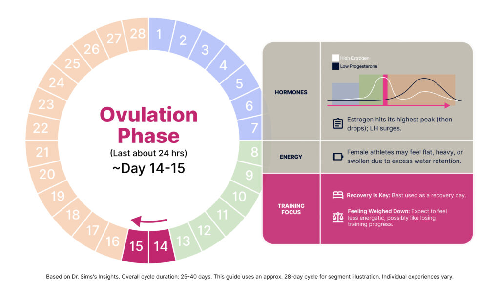 This image depicts the Ovulation Phase. The left side of the graphic features a circular diagram of a 28-day menstrual cycle with days 14-15 highlighted. The right side of the graphic is split into three sections.The first section is about Hormones. It contains a small line graph showing hormone levels over time, with a legend indicating "High Estrogen" and "Low Progesterone". The line graph shows estrogen hitting its highest peak and then dropping, while progesterone remains low but begins a slight rise. Text below the line graph reads, "Estrogen hits its highest peak (then drops); LH surges."Next, there’s an energy section. The description reads: "Female athletes may feel flat, heavy, or swollen due to excess water retention."The final section is Training Focus. It includes two bullet points that read:- "Recovery is Key: Best used as a recovery day."- "Feeling Weighed Down: Expect to feel less energetic, possibly like losing training progress."A note at the bottom says, "Based on Dr. Sims's Insights. Overall cycle duration: 25-40 days. This guide uses an approx. 28-day cycle for segment illustration. Individual experiences vary."