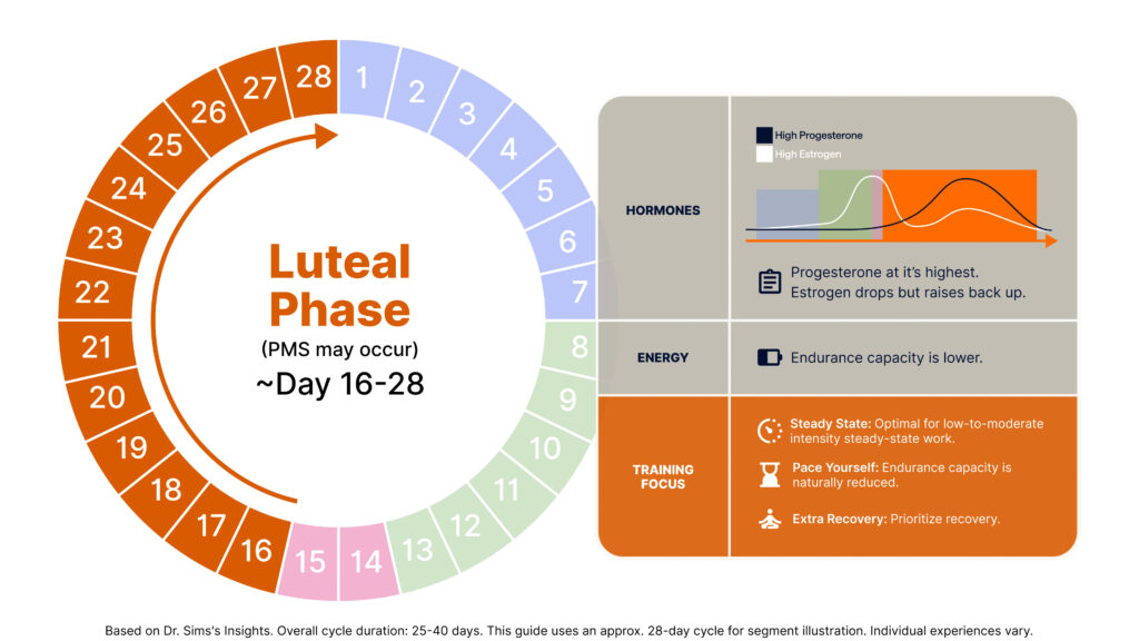 This image depicts the Luteal Phase (PMS may occur). The left side of the graphic features a circular diagram of a 28-day menstrual cycle with days 16-28 highlighted. The right side of the graphic is split into three sections.The first section is about Hormones. It contains a small line graph showing hormone levels over time, with a legend indicating "High Progesterone" and "High Estrogen". The line graph shows progesterone at its highest, with estrogen dropping and then rising back up to form a second peak. Text description reads: "Progesterone at its highest. Estrogen drops but rises back up."Next, there’s an energy section. The description reads: "Endurance capacity is lower."The final section is Training Focus. It includes three bullet points that read:- "Steady State: Optimal for low-to-moderate intensity steady-state work."- "Pace Yourself: Endurance capacity is naturally reduced."- "Extra Recovery: Prioritize recovery."A note at the bottom says, "Based on Dr. Sims's Insights. Overall cycle duration: 25-40 days. This guide uses an approx. 28-day cycle for segment illustration. Individual experiences vary."