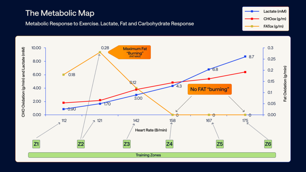 metabolic response to exercises, lactate, fat and carbohydrates based on Dr. San-Millán’s research